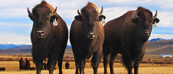 Shop Bison