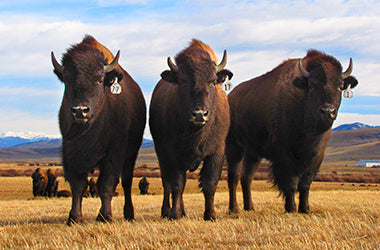 Learn About Bison