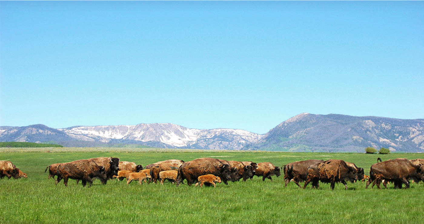 Grass Fed Grass Finished Bison Meat